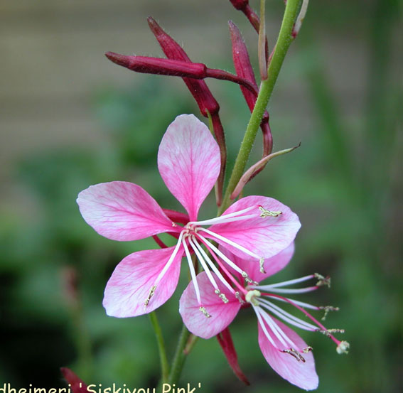 Gaura lindheimeri ‘Siskiyou