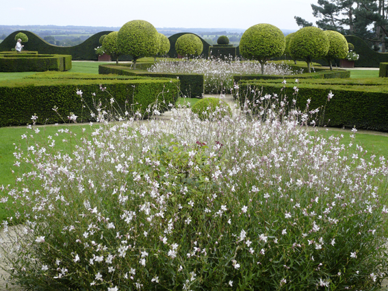 Gaura lindheimeri bildet