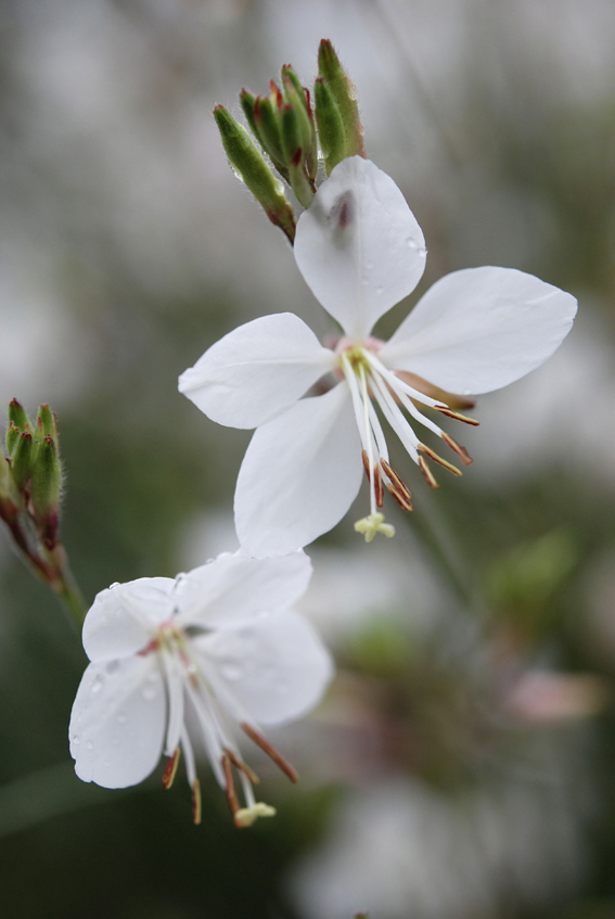 Ähnlichkeit mit Obstbaumblüte.