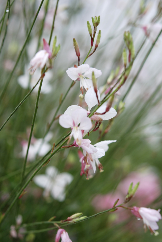 Die einzelne Blüte überdauert