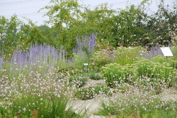 Gaura lindheimeri ist eine