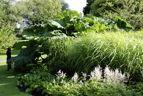 Übermannshohe Gunnera manicata