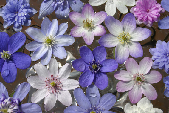 Sortenvielfalt der Hepatica.