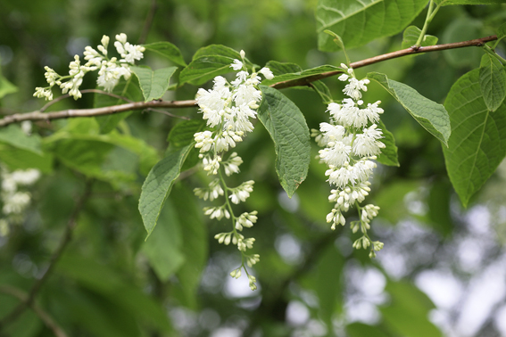 Blütenstand von Pterostyrax