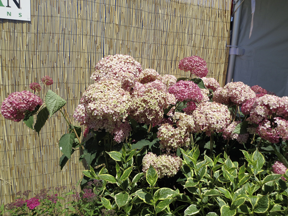 Die Farbe von Hydrangea arborescen