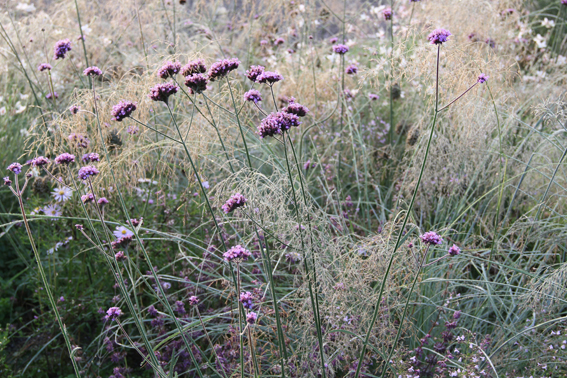 Das Liebesgras (Eragrostis