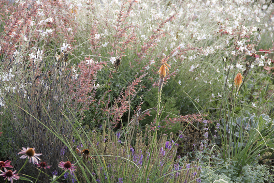 Agastache, Gaura, Echinaceae