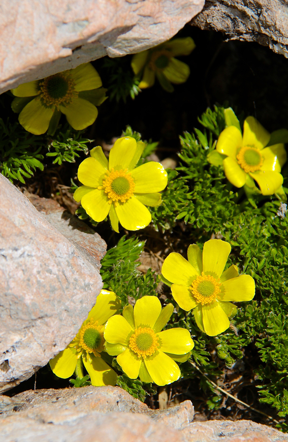 Der grossblumige Ranunculus