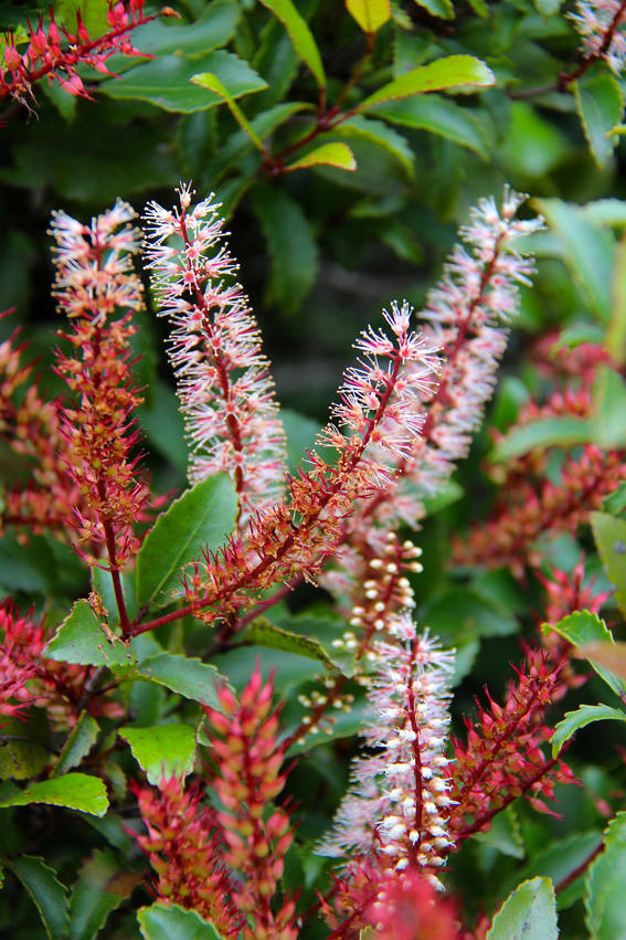 Weinmannia racemosa ist einer