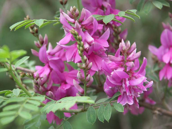 Indigofera heterantha.