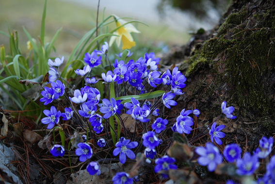 Das Leberblümchen (Hepatica