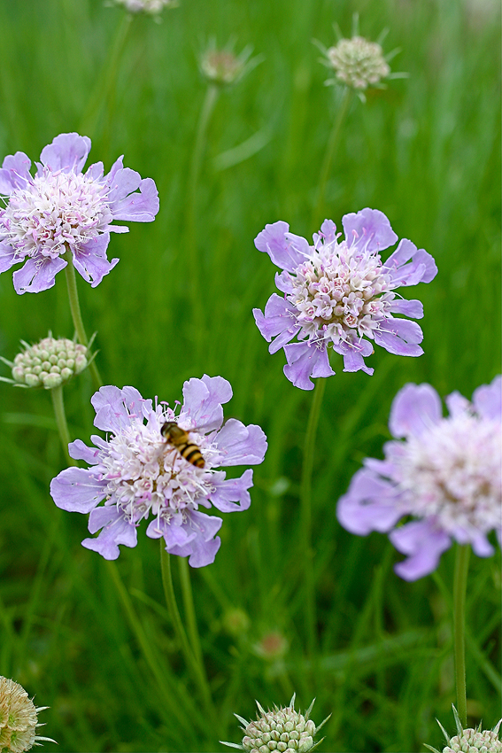 Spätsommerliche Farbtupfer