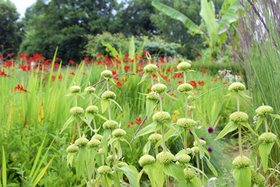 Phlomis in einer Staudenmischpflan