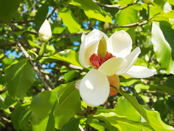 Magnolia x wieseneri, eine