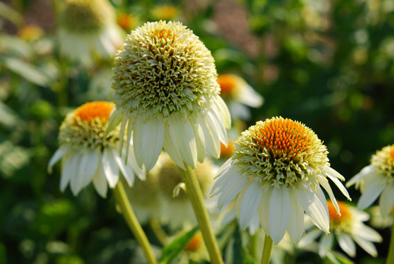 Gute Noten für Echinacea