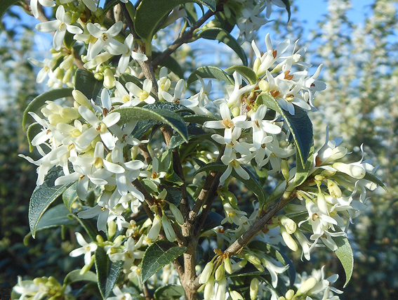 Herrlich duftende Blüten