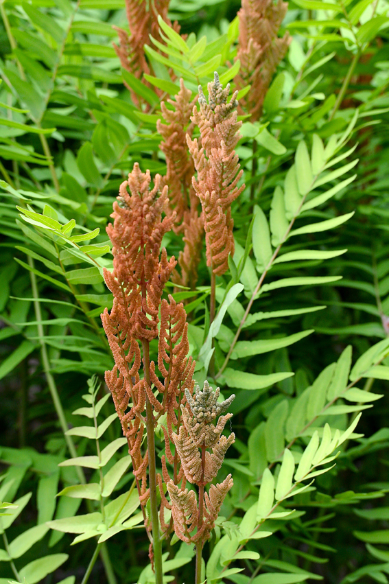 Der Königsfarn, Osmunda