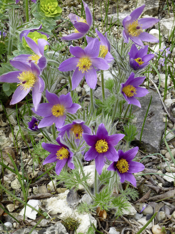 Die Küchenschelle (Pulsatilla)