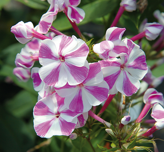 ‘Adessa Special Lilac Twist’