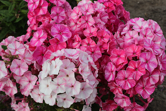 ‘Freckle Red Shades’