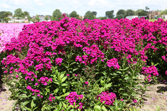 Phlox paniculata ‘Raving