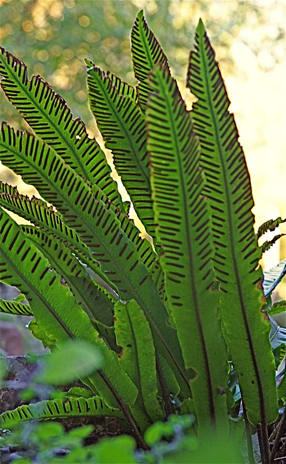 Blickfang im Schatten: Hirschzunge