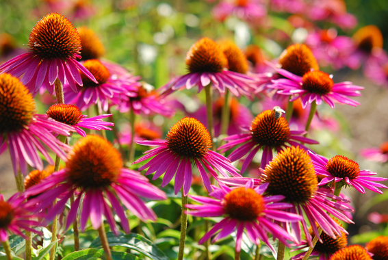 Echinacea purpurea ‘Pica