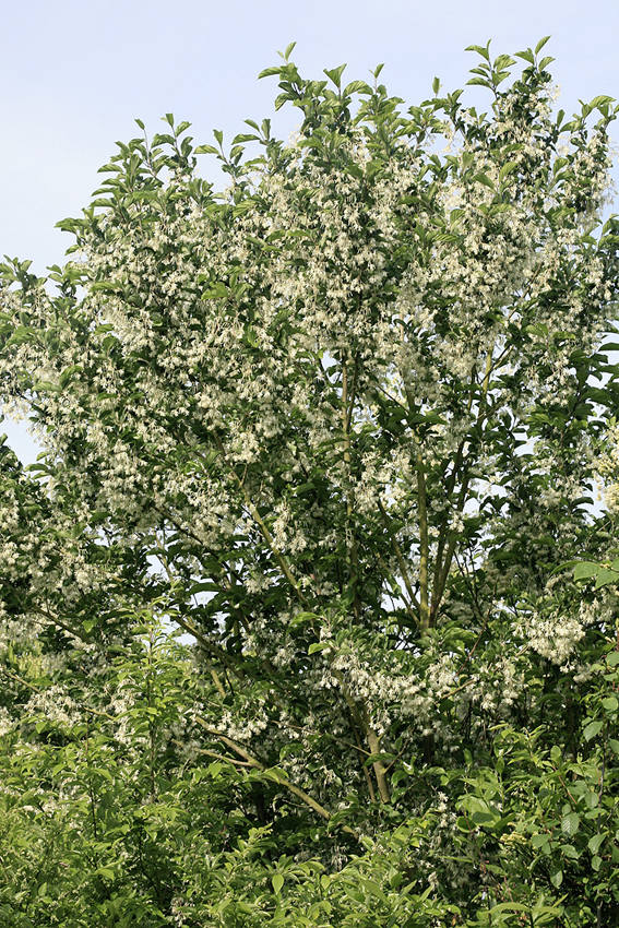 In voller Blüte erregt Pterostyra