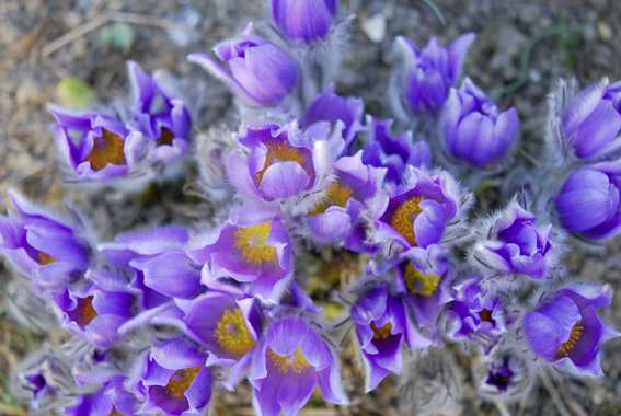  Die blau-violetten Blütenblät