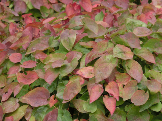 Das rote Laub von Epimedium