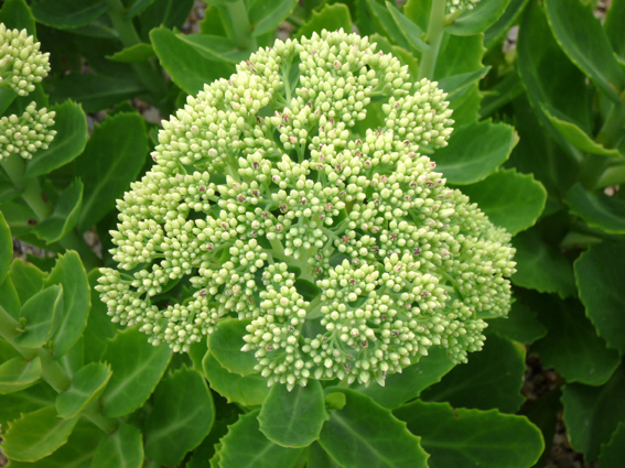 Sedum telephium ‘Herbstfreude’