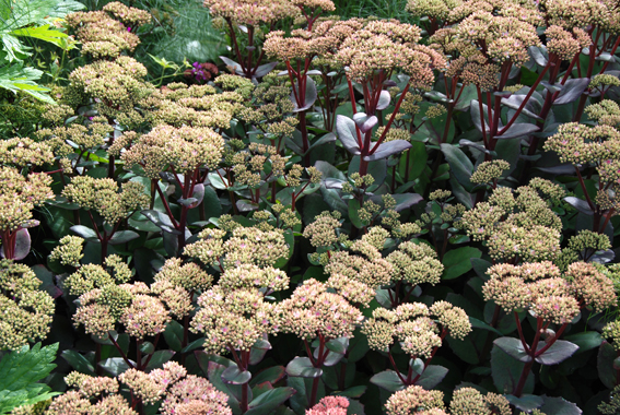 Sedum telephium ssp. maximum