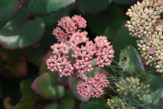 Sedum telephium ssp. maximum