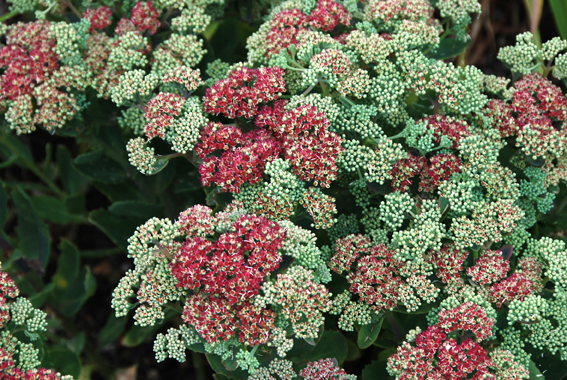 Die Knospen changieren langsam