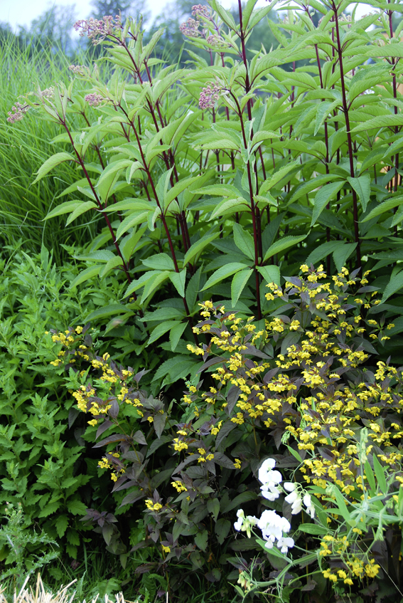 Staudenhecke mit Eupatorium