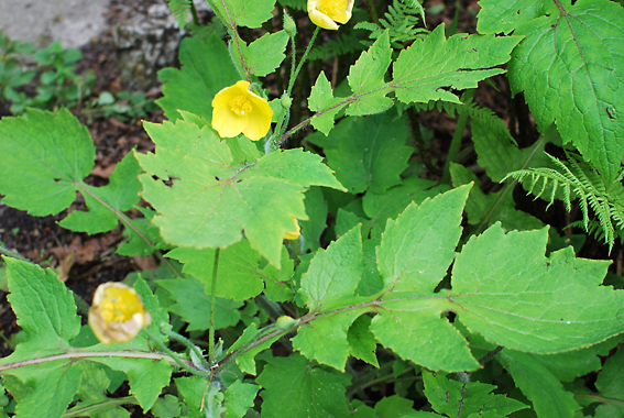 Der Schöllkrautmohn (Stylophorum