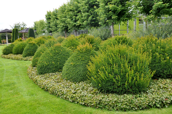 Taxus baccata als Formgehölz. 