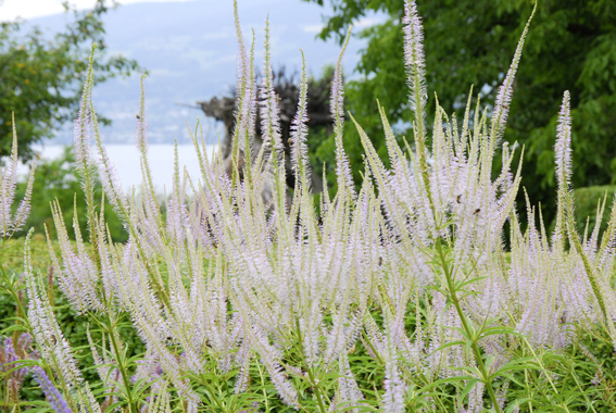 Veronicastrum ‘Lavendelturm‘