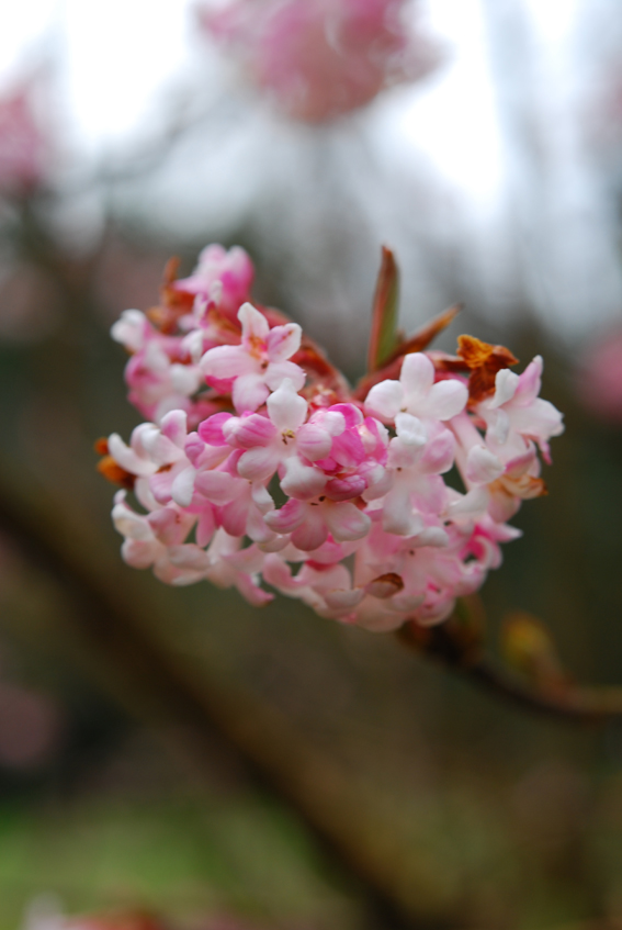 Seine Blüten und deren süsser