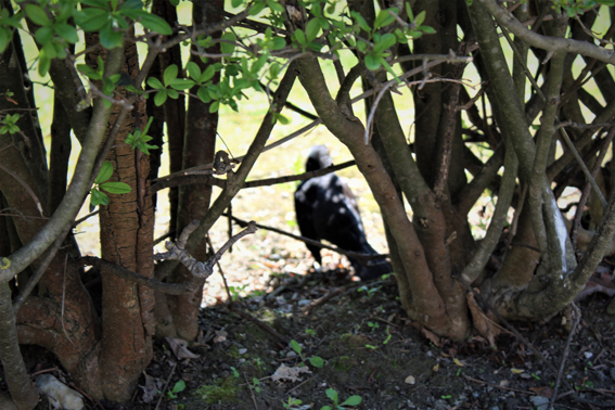 21 Vogelarten finden Nahrung